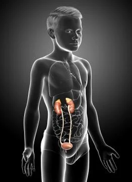 3d rendered, medically accurate illustration of the young boy kidneys anatomy Stock Illustration