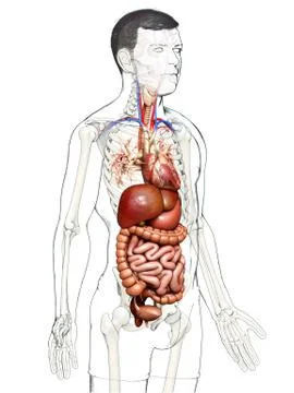 3d rendered medically accurate illustration of male Digestive System. 库存插图