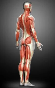 3d rendered medically accurate illustration of a male muscle system Stock Illustration
