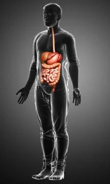 3d rendered medically accurate illustration of male Digestive System. Stock Illustration