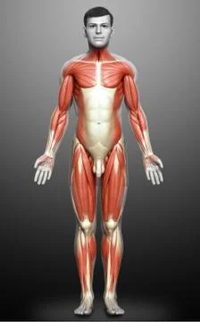 3d rendered medically accurate illustration of a male muscle system Stock Illustration
