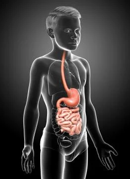 3d rendered, medically accurate illustration of a young boy stomach and small Stock Illustration