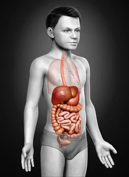3d rendered medically accurate illustration of boy Digestive System. Stock Illustration