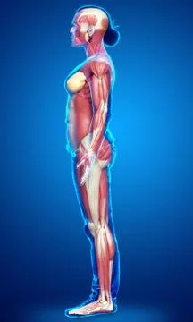 3d rendered medically accurate illustration of a female muscle system Stock Illustration
