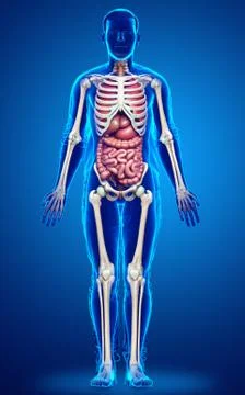 3d rendered medically accurate illustration of male  Internal organs and skel Stock Illustration