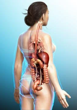3d rendered medically accurate illustration of Female Digestive System  and h 스톡 일러스트