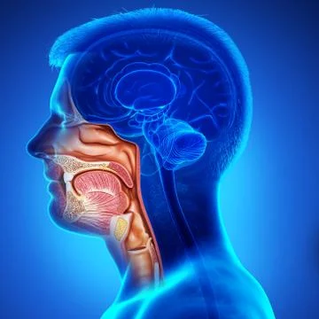 3d rendered, medically accurate illustration of male Trachea and esophagus an Stock Illustration