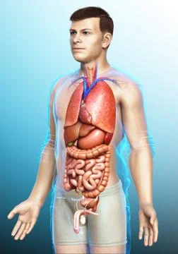 3d rendered medically accurate illustration of male  Internal organs Stock Illustration