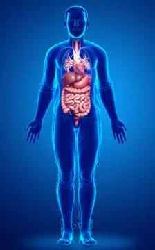 3d rendered medically accurate illustration of male Digestive System. 스톡 일러스트