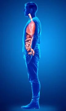 3d rendered medically accurate illustration of male  Internal organs Stock Illustration