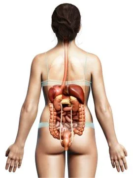 3d rendered medically accurate illustration of female Digestive System. Stock Illustration