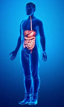 3d rendered medically accurate illustration of male Digestive System. Stock Illustration