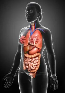 3d rendered medically accurate illustration of Female internal organs Stock Illustration