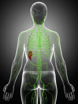 3d rendered medically accurate illustration of a female lymphatic system Stock Illustration