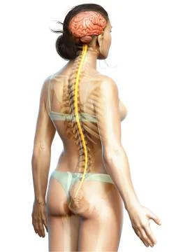 3d rendered medically accurate illustration of the brain Stock Illustration