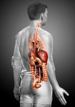 3d rendered medically accurate illustration of male Digestive System  and hea Stock Illustration
