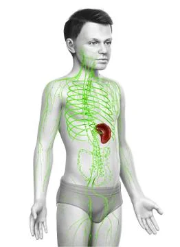 3d rendered medically accurate illustration of a young boy lymphatic system Stock Illustration