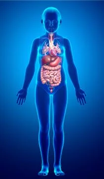 3d rendered medically accurate illustration of young girl Digestive System  a Stock Illustration