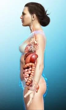3d rendered medically accurate illustration of Female Digestive System  and h Stock Illustration