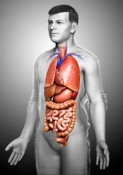 3d rendered medically accurate illustration of male  Internal organs Stock Illustration