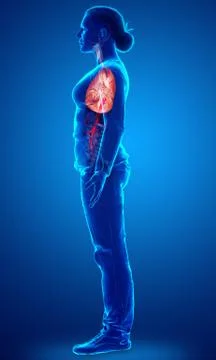 3d rendered, medically accurate illustration of a female lung anatomy Stock Illustration
