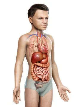 3d rendered medically accurate illustration of boy Digestive System. 스톡 일러스트