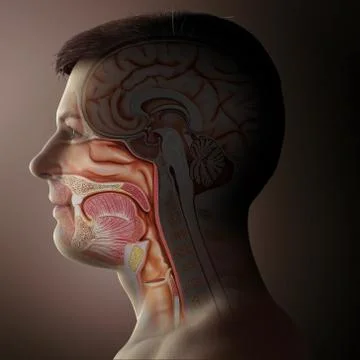 3d rendered, medically accurate illustration of male Trachea and esophagus an Stock Illustration