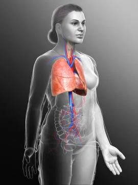 3d rendered, medically accurate illustration of a female lung anatomy Stock Illustration