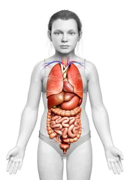 3d rendered medically accurate illustration of girl Internal organs Stock Illustration