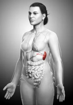 3d rendered, medically accurate illustration of a female Spleen Anatomy Stock Illustration