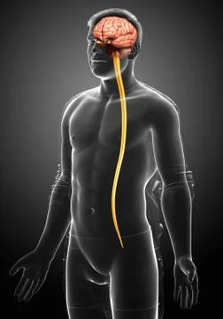 3d rendered medically accurate illustration of a male brain. Stock Illustration