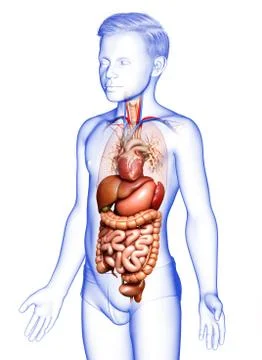 3d rendered medically accurate illustration of Boy Digestive System  and hear Stock Illustration