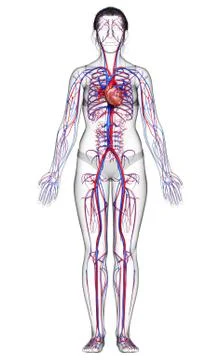 3d rendered medically accurate illustration of Female  heart. Stock Illustration