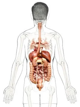 3d rendered medically accurate illustration of male Digestive System. 스톡 일러스트