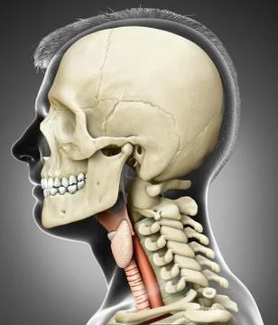 3d rendered medically accurate illustration of the male larynx anatomy Stock Illustration