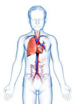 3d rendered, medically accurate illustration of a young boy lung anatomy Stock Illustration