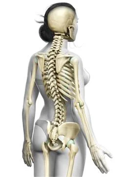 3d rendered, medically accurate illustration of a female skeleton system Stock Illustration