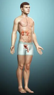 3d rendered, medically accurate illustration of the kidneys Stock Illustration