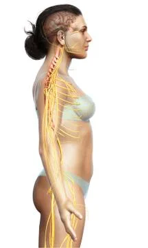 3d rendered medically accurate illustration of a female nervous system Stock Illustration
