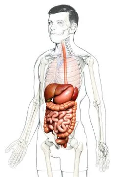 3d rendered medically accurate illustration of male Digestive System. Stock Illustration