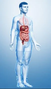 3d rendered medically accurate illustration of male Digestive System. 스톡 일러스트