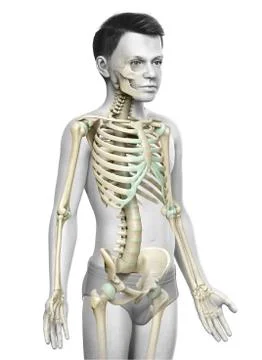 3d rendered, medically accurate illustration of a young boy skeleton system Stock Illustration
