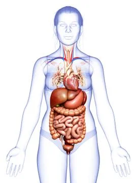 3d rendered medically accurate illustration of Female Digestive System  and h 库存插图
