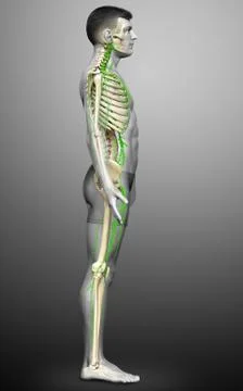 3d rendered medically accurate illustration of a male lymphatic system Stock Illustration