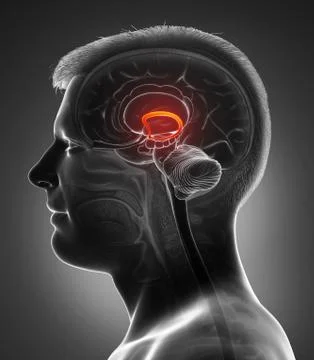 3d rendered medically accurate illustration of Male brain fornix Stock Illustration