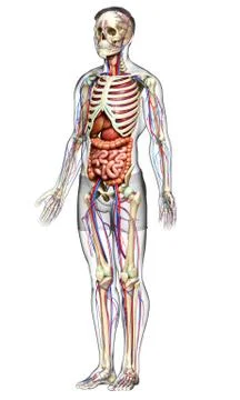 3d rendered medically accurate illustration of male Internal organs, skeleton Stock Illustration