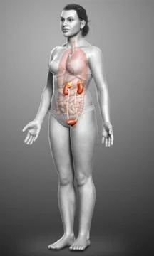 3d rendered, medically accurate illustration of female   kidneys Stock Illustration