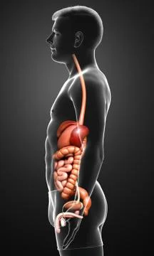 3d rendered medically accurate illustration of male Digestive System. 스톡 일러스트