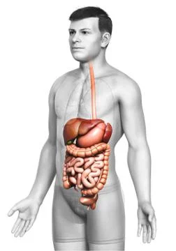 3d rendered medically accurate illustration of male Digestive System. Stock Illustration