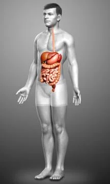 3d rendered medically accurate illustration of male Digestive System. Stock Illustration